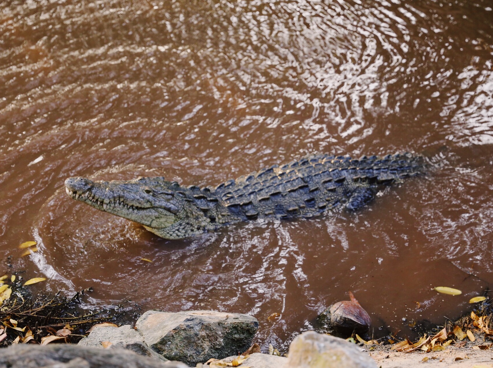 crocodile in lagoon