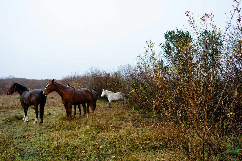Horses in Burren Ireland