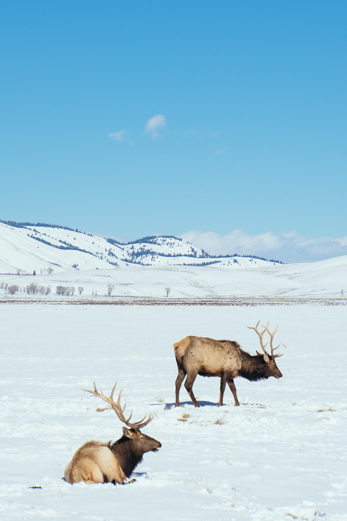 National Elk Refuge, Jackson Hole, what to do in Jackson Hole