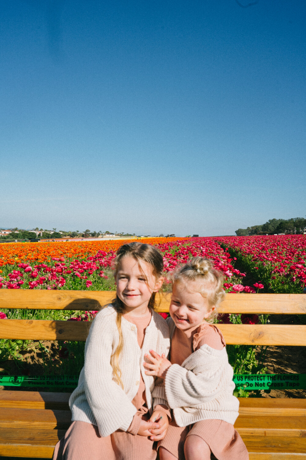 Flower Fields in Carlsbad