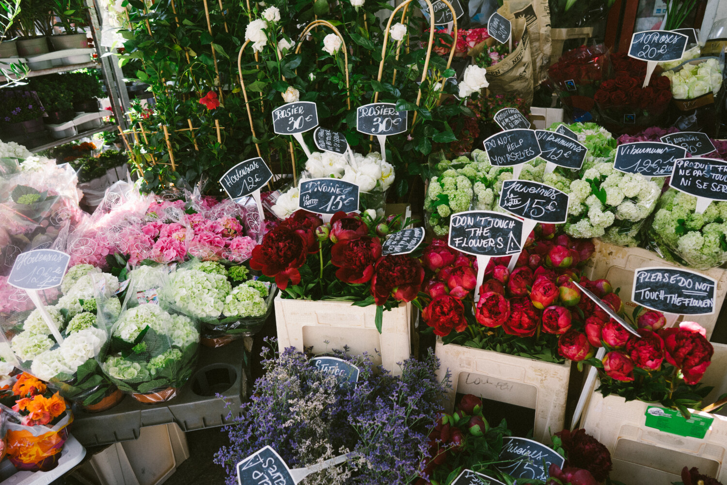 flowers on display in Paris 