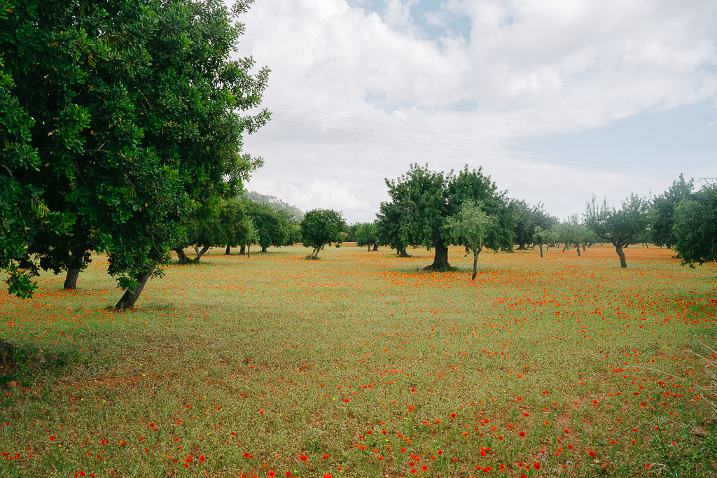 wildflowers in mallorca with kids