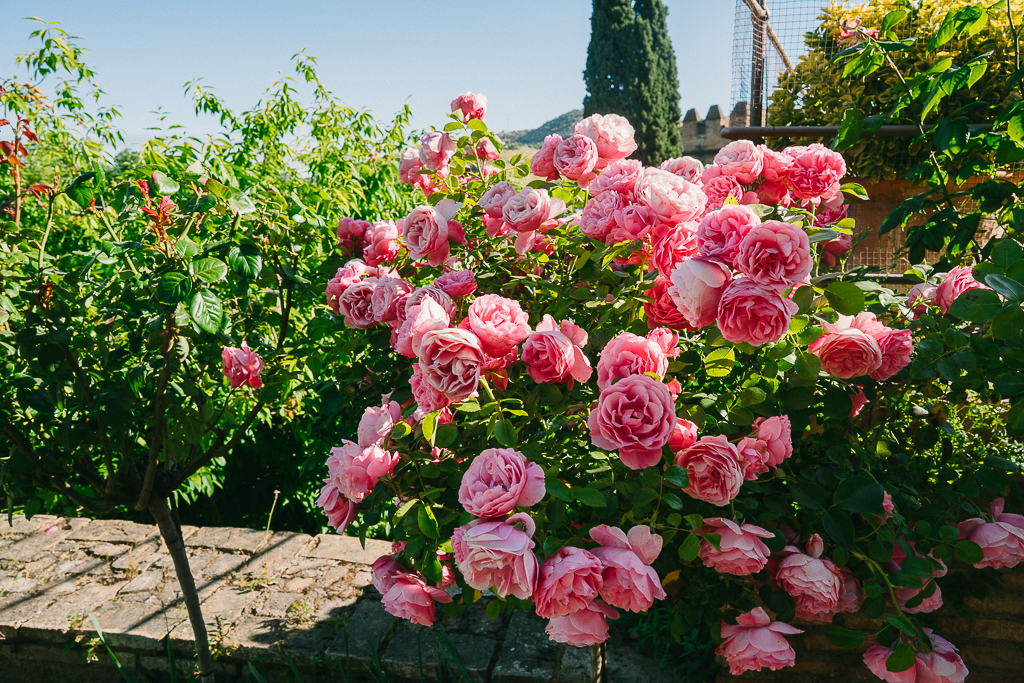 roses in the generalife garden at the alhambra, granada itinerary