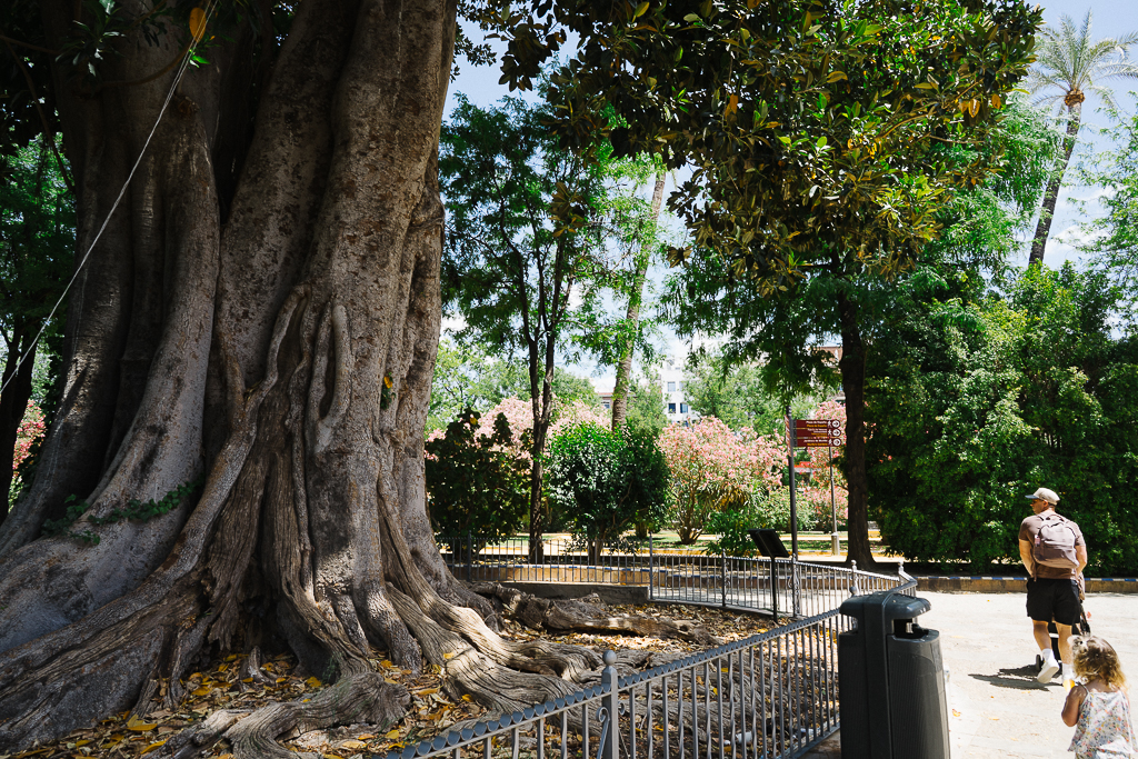 giant tree in seville