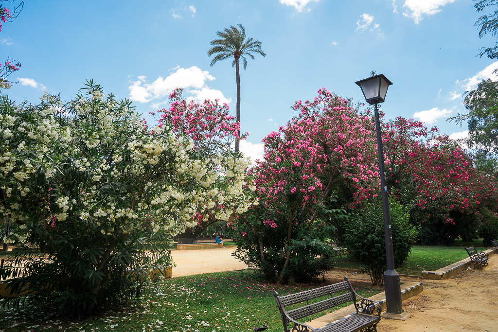 park in seville spain with flowers